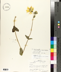 Silphium radula image