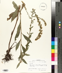 Solidago salicina image