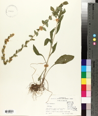 Solidago hispida image