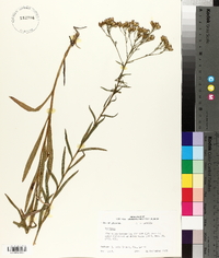 Solidago nitida image