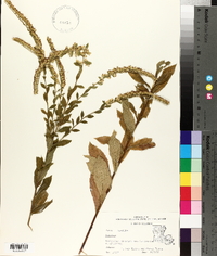 Solidago arguta var. boottii image