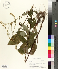 Solidago arguta var. boottii image