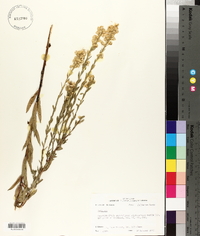 Solidago ludoviciana image