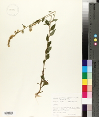 Solidago arguta var. boottii image