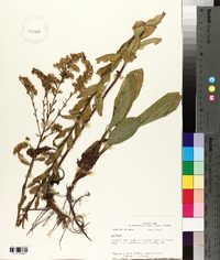 Solidago salicina image