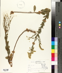 Solidago radula image