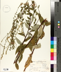 Solidago arguta var. boottii image