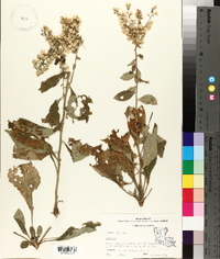 Solidago hispida image