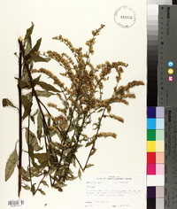 Solidago arguta var. boottii image