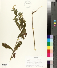 Solidago arguta var. boottii image