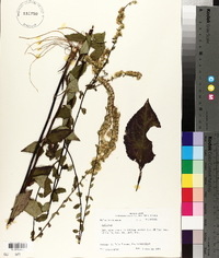 Solidago arguta var. boottii image