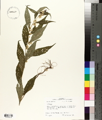 Solidago caesia var. zedia image