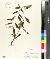 Solidago caesia var. zedia image