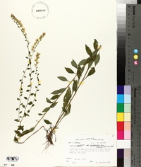 Solidago brachyphylla image