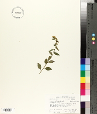 Solidago arguta var. boottii image