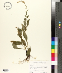 Solidago arguta var. boottii image