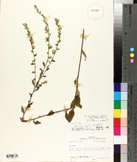 Solidago arguta var. boottii image