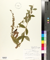 Solidago arguta var. boottii image