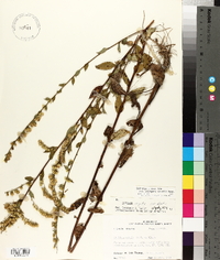 Solidago arguta var. boottii image