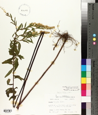 Solidago arguta subsp. boottii image