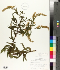 Solidago arguta var. boottii image