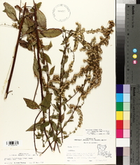 Solidago arguta var. boottii image