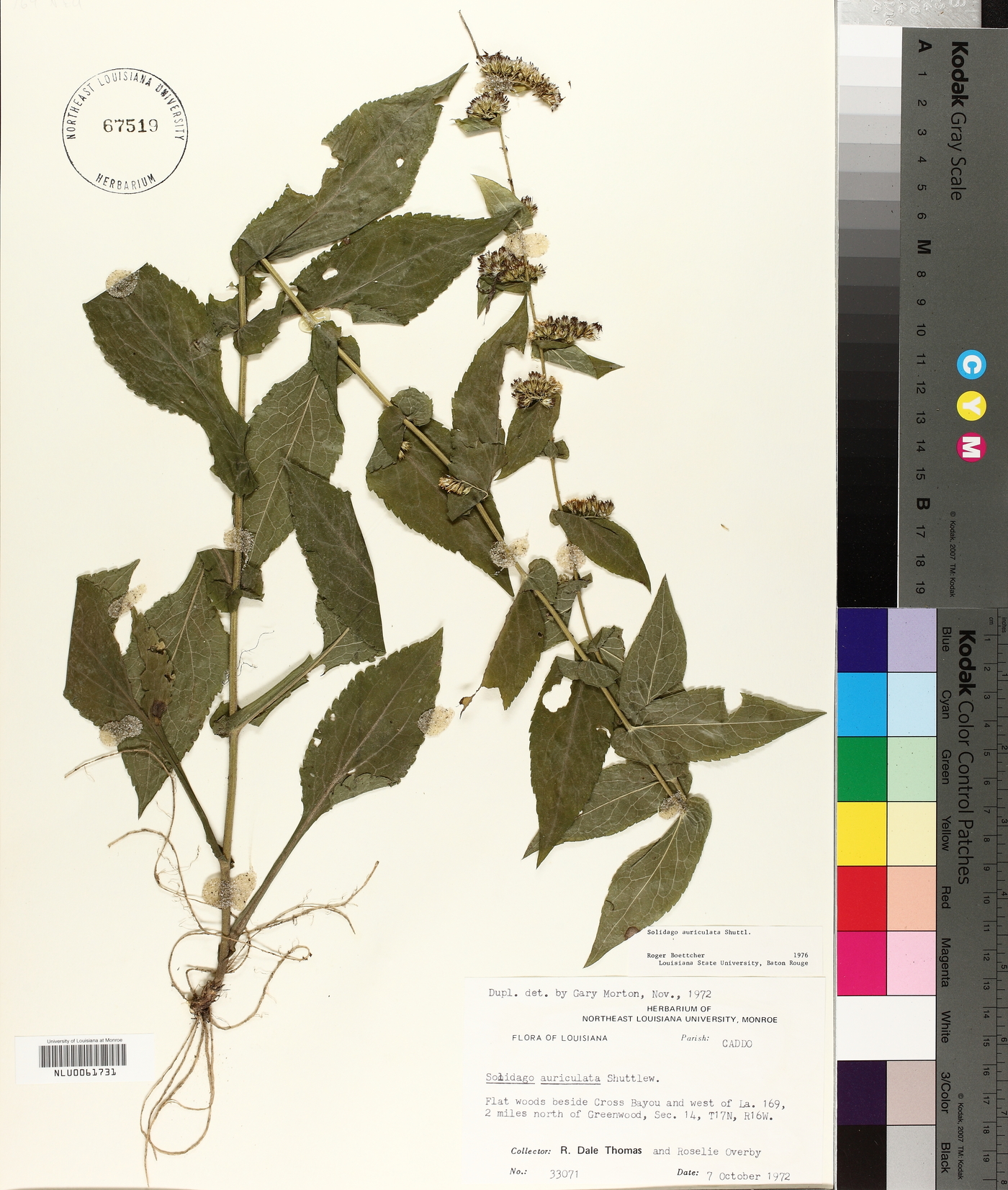 Solidago auriculata image