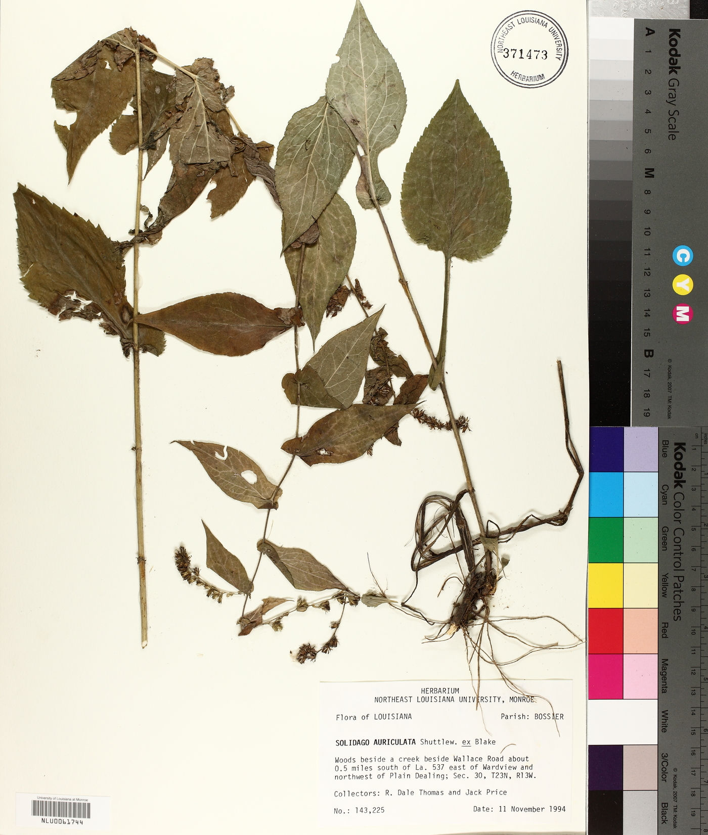 Solidago auriculata image