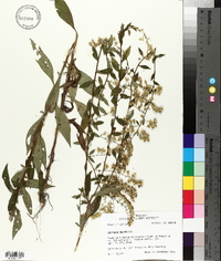 Solidago arguta subsp. boottii image