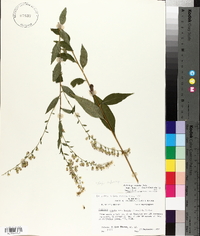 Solidago arguta var. boottii image