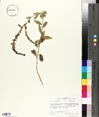 Solidago arguta var. boottii image