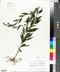 Solidago caesia var. zedia image