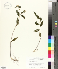 Solidago caesia var. zedia image