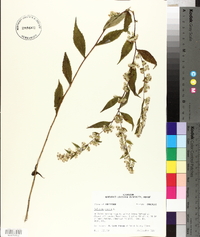 Solidago caesia var. zedia image