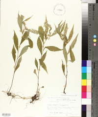 Solidago caesia var. zedia image