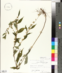 Solidago caesia var. zedia image