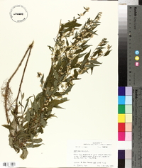 Solidago caesia var. zedia image