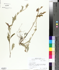 Solidago caesia var. zedia image