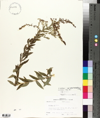 Solidago canadensis var. scabra image