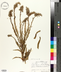 Solidago canadensis var. scabra image