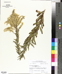 Solidago canadensis var. scabra image