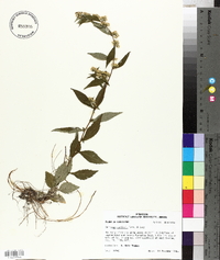 Solidago caesia var. zedia image