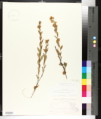 Solidago arguta var. boottii image