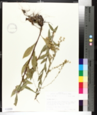 Solidago salicina image