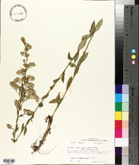 Solidago ludoviciana image