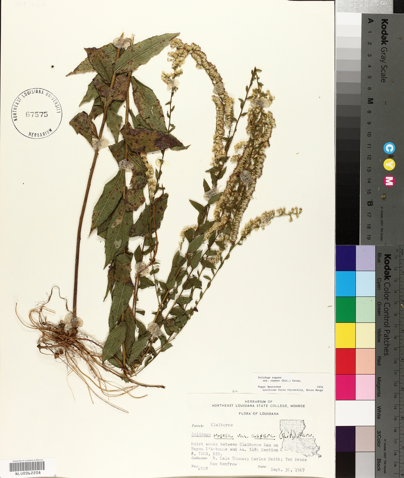 Solidago rugosa subsp. aspera image