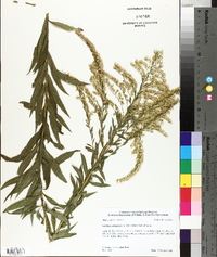 Solidago canadensis var. scabra image