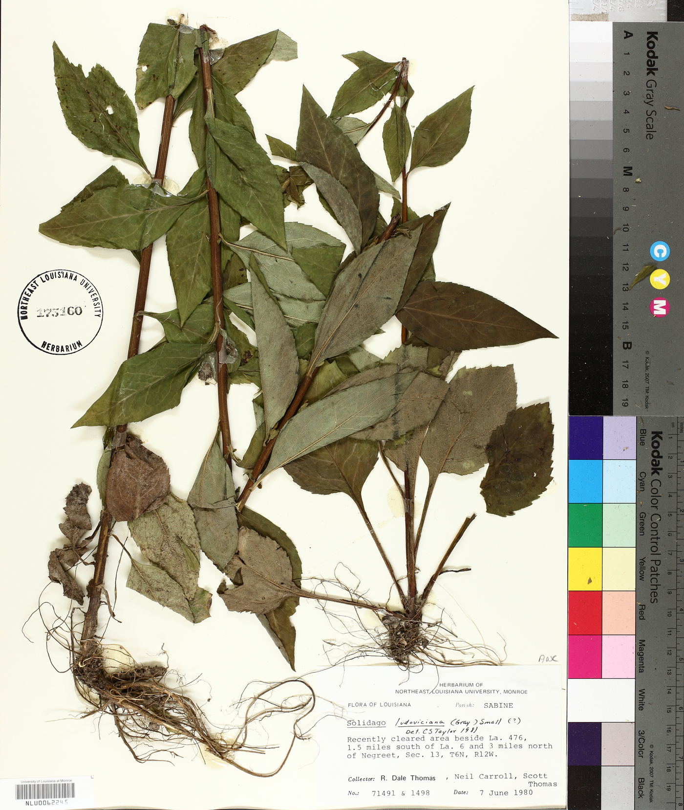 Solidago arguta var. boottii image