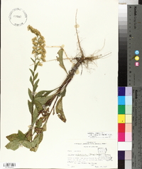 Solidago arguta var. strigosa image