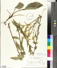 Solidago arguta var. strigosa image